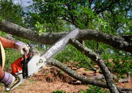 Professional Tree Care in Carmel Valley Village, CA