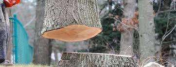 Best Storm Damage Tree Cleanup  in Rmel Valley Village, CA