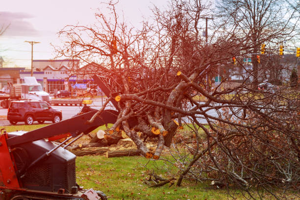 Tree and Shrub Care in Carmel Valley Village, CA
