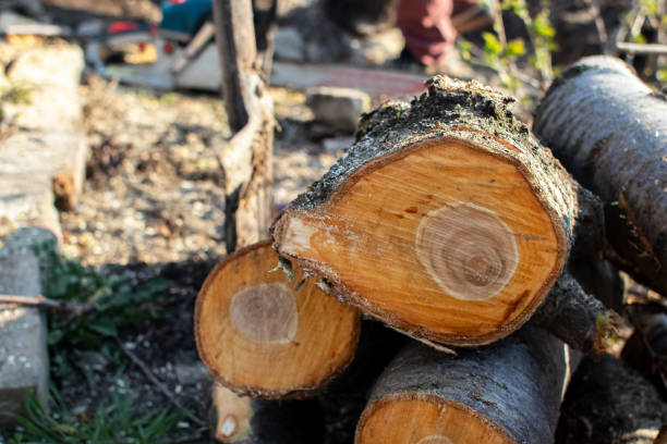 Best Tree and Shrub Care  in Rmel Valley Village, CA