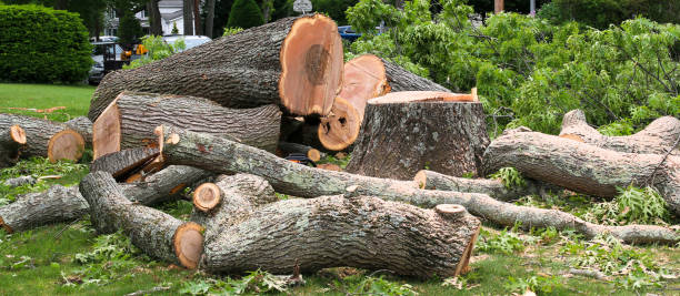 Best Tree Risk Assessment  in Rmel Valley Village, CA