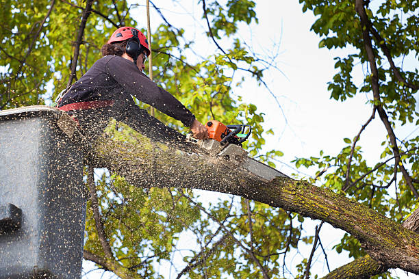 How Our Tree Care Process Works  in  Carmel Valley Village, CA