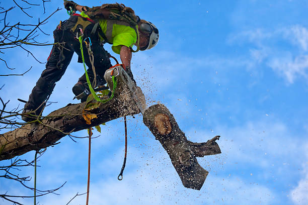 Best Lawn Maintenance Plans  in Rmel Valley Village, CA